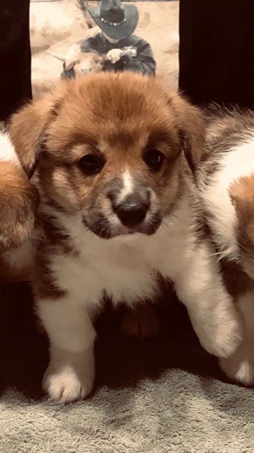 Hawaii Corgis Corgi Hawaii