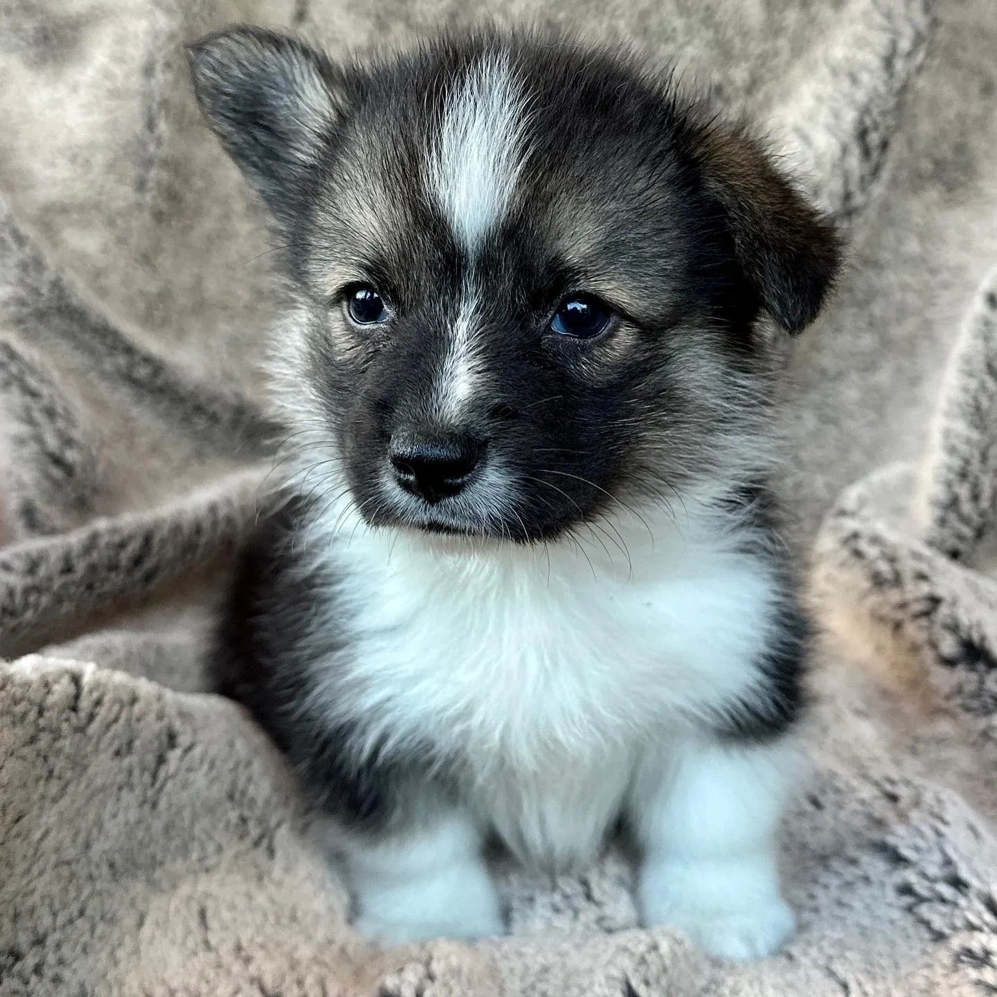What Does A Puppy Health Guarantee Cover