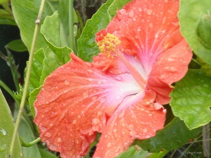 Hibiscus.JPG