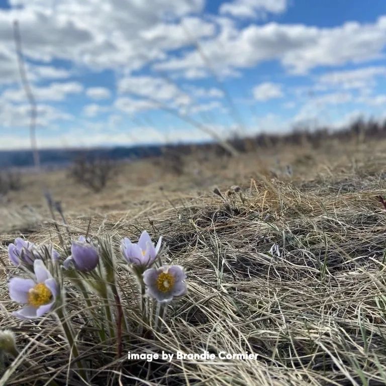 Prairie Crocus:  A treasured harbinger of spring!