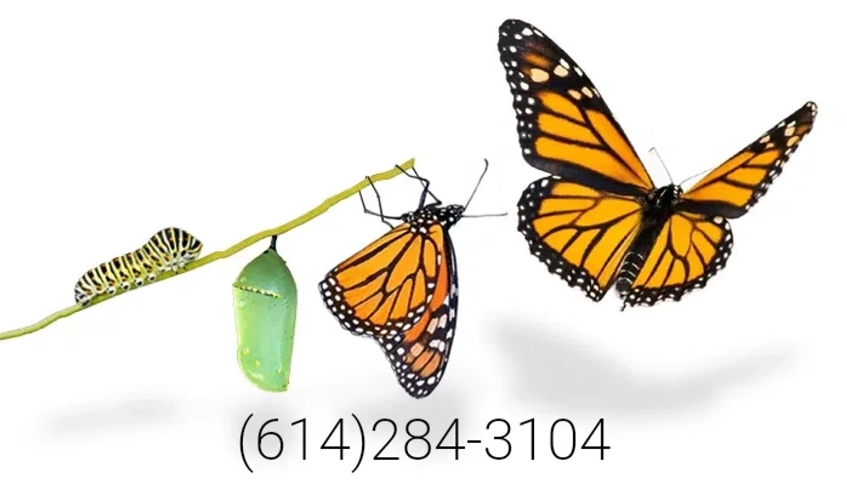 Stages of a monarch butterfly's life cycle from caterpillar to butterfly.