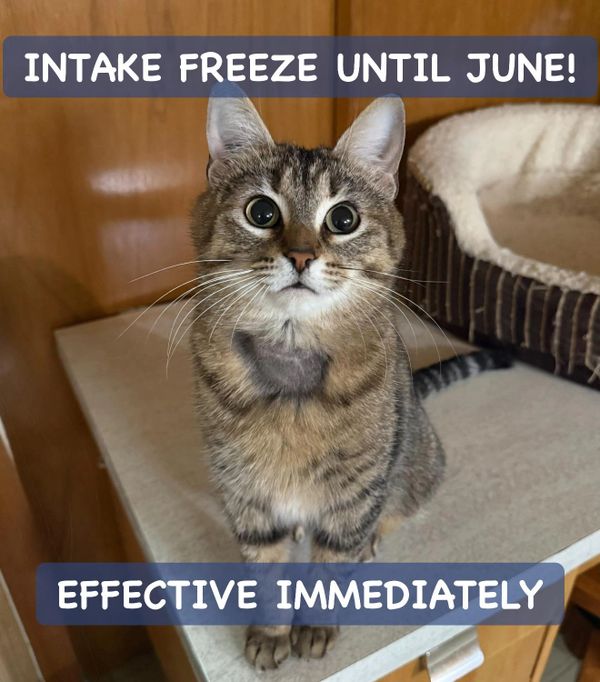A wide-eyed tabby cat with intake freeze notice until June.
