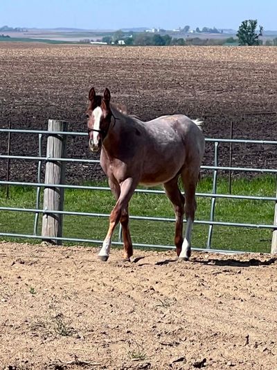 A horse with a white face marking stands in a fenced area with farmland in the background.