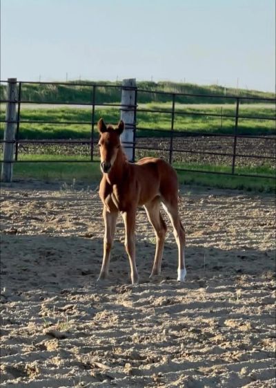 Young foal standing in a sandy paddock on a sunny day.
