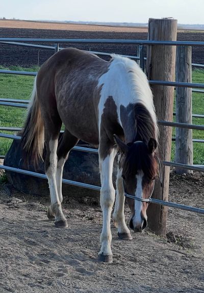 A brown and white horse standing in a fenced area with its head lowered.