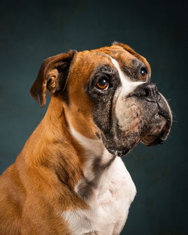 Close-up of a brown and white Boxer dog with soulful eyes.