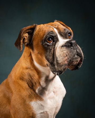 Close-up portrait of a brown and white Boxer dog with soulful eyes.