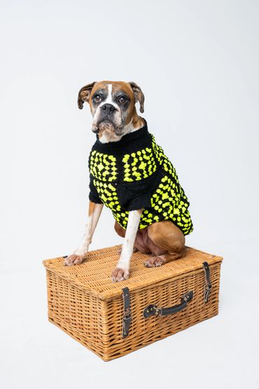Boxer dog wearing a black and yellow sweater sitting on a wicker basket.
