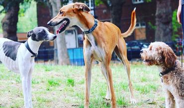 Three dogs interacting in a park setting on a sunny day.