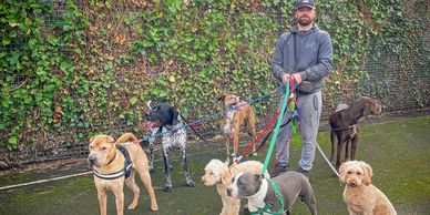 man walking a group of dogs on a leash in a park