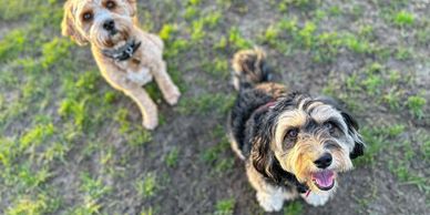2 dogs in a park looking at the camera