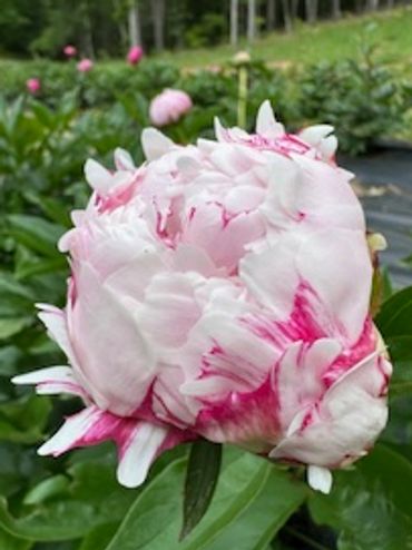 Pink Sarah Bernhardt bud, Peony rows, pink peony, pink peonies