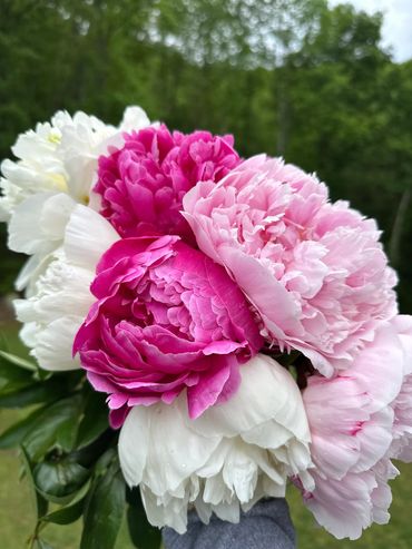 Peonies, Sarah Bernhardt, Red Sarah Bernhardt, Duchesse de Nemours, Peony bunches, fresh peonies