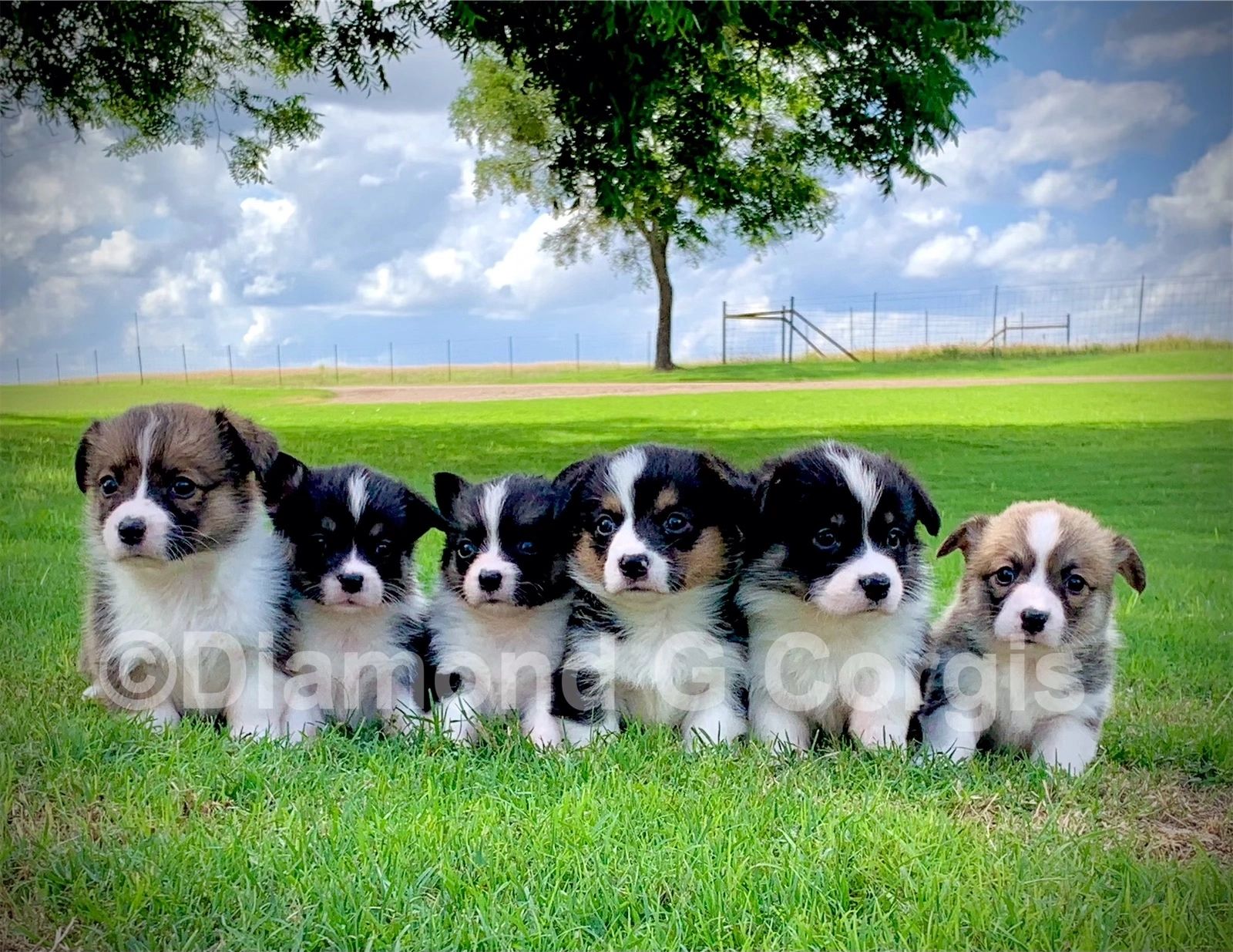 Welsh Corgi Puppies