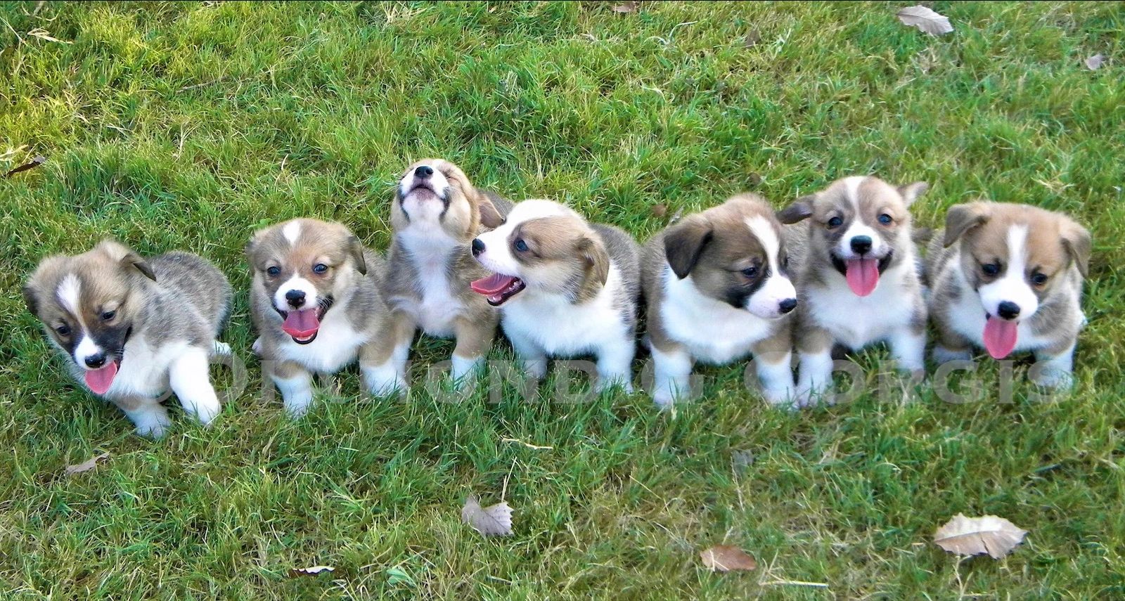 Diamond G Corgis - Corgi Puppies, Pembroke Welsh Corgis ...