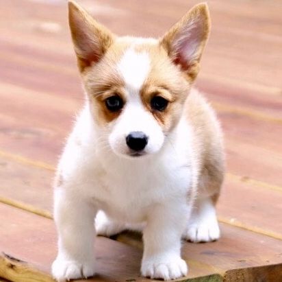 Diamond G Corgis Corgi Puppies Pembroke Welsh Corgis Breeder