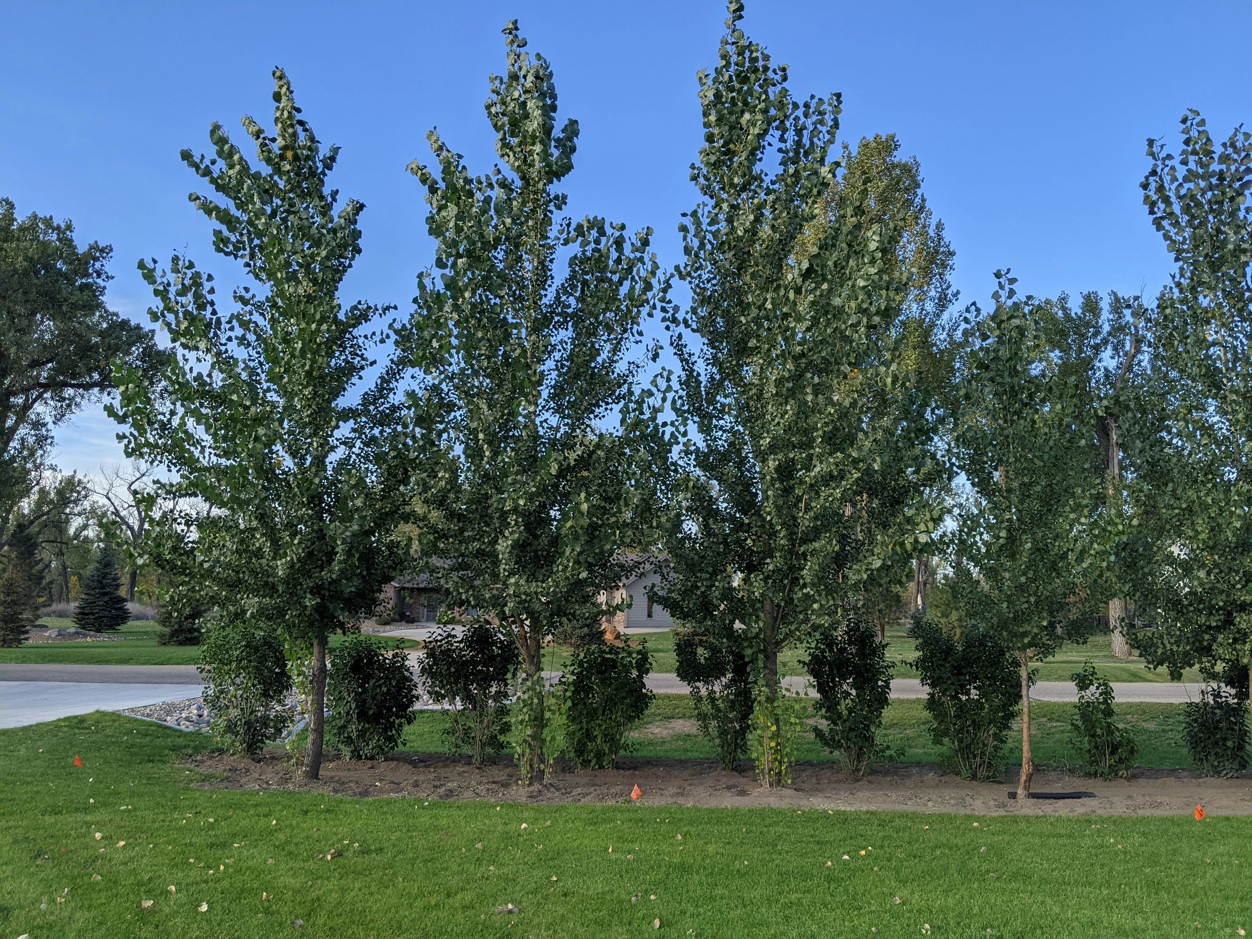 when-should-i-trim-prune-my-trees