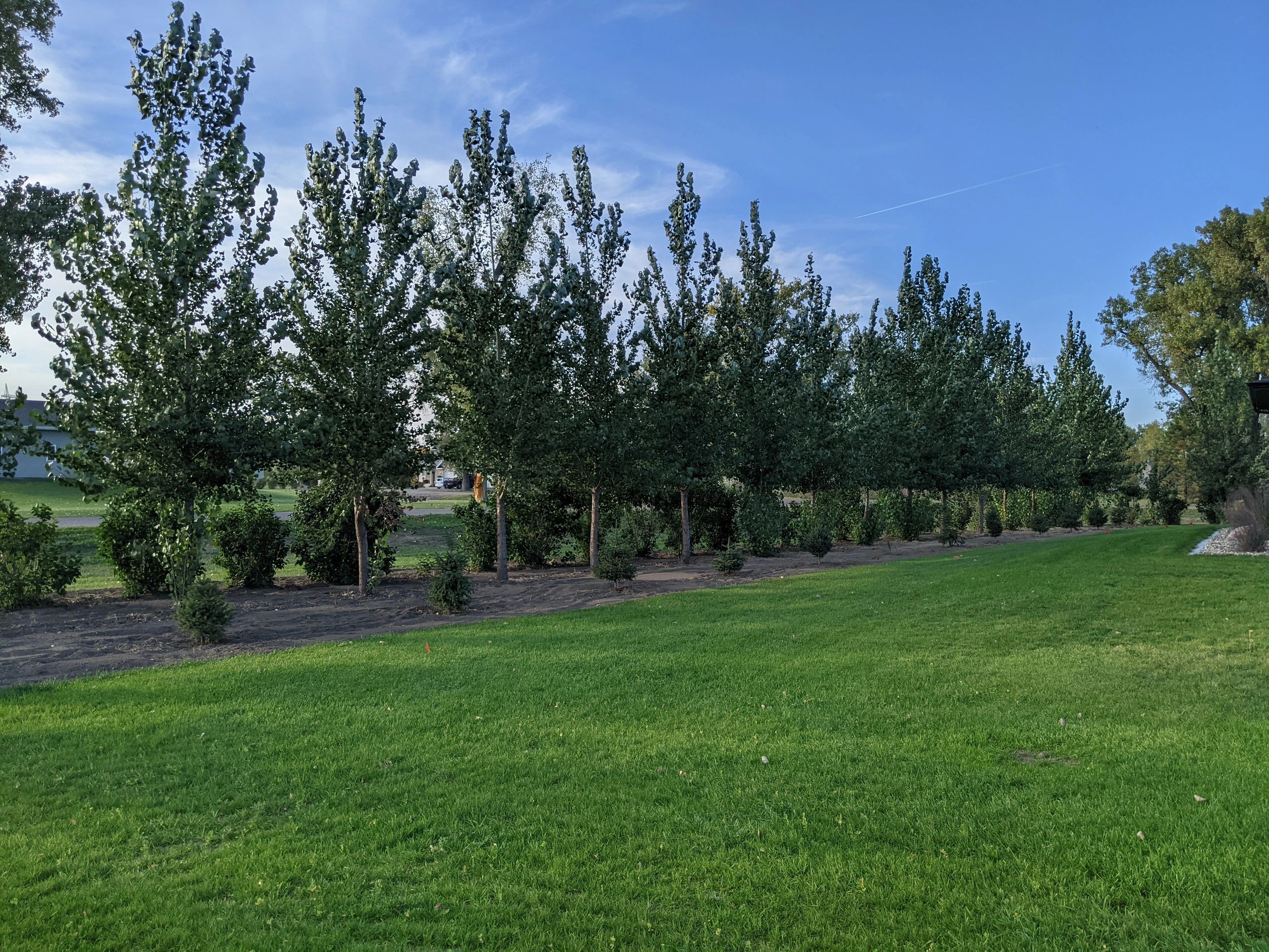 Fast Growing Trees for North Dakota