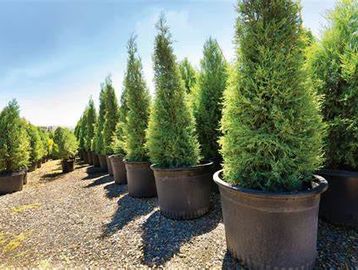 Skybound Arborvitae, B&B Arborvitae, Thuja occidentalis, North Dakota Arborvitae for sale