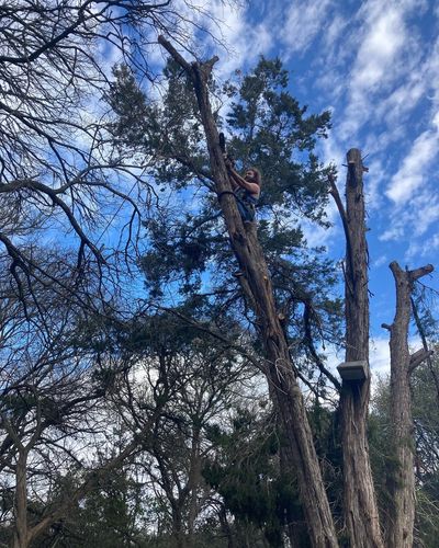 Large Cedar Tree Removal Wimberley Tx