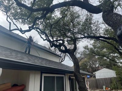Tree Trimming in Dripping Springs Texas