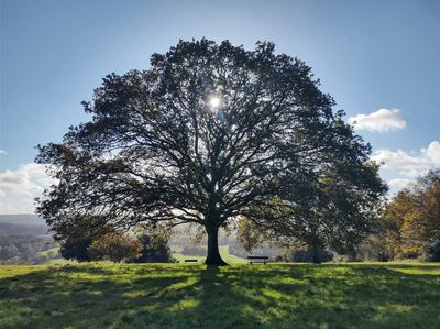 Tree Trimming in Dripping Springs