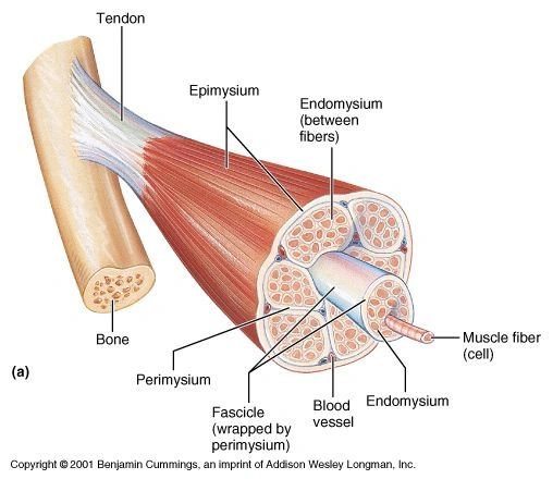 Myofascial Release Therapy