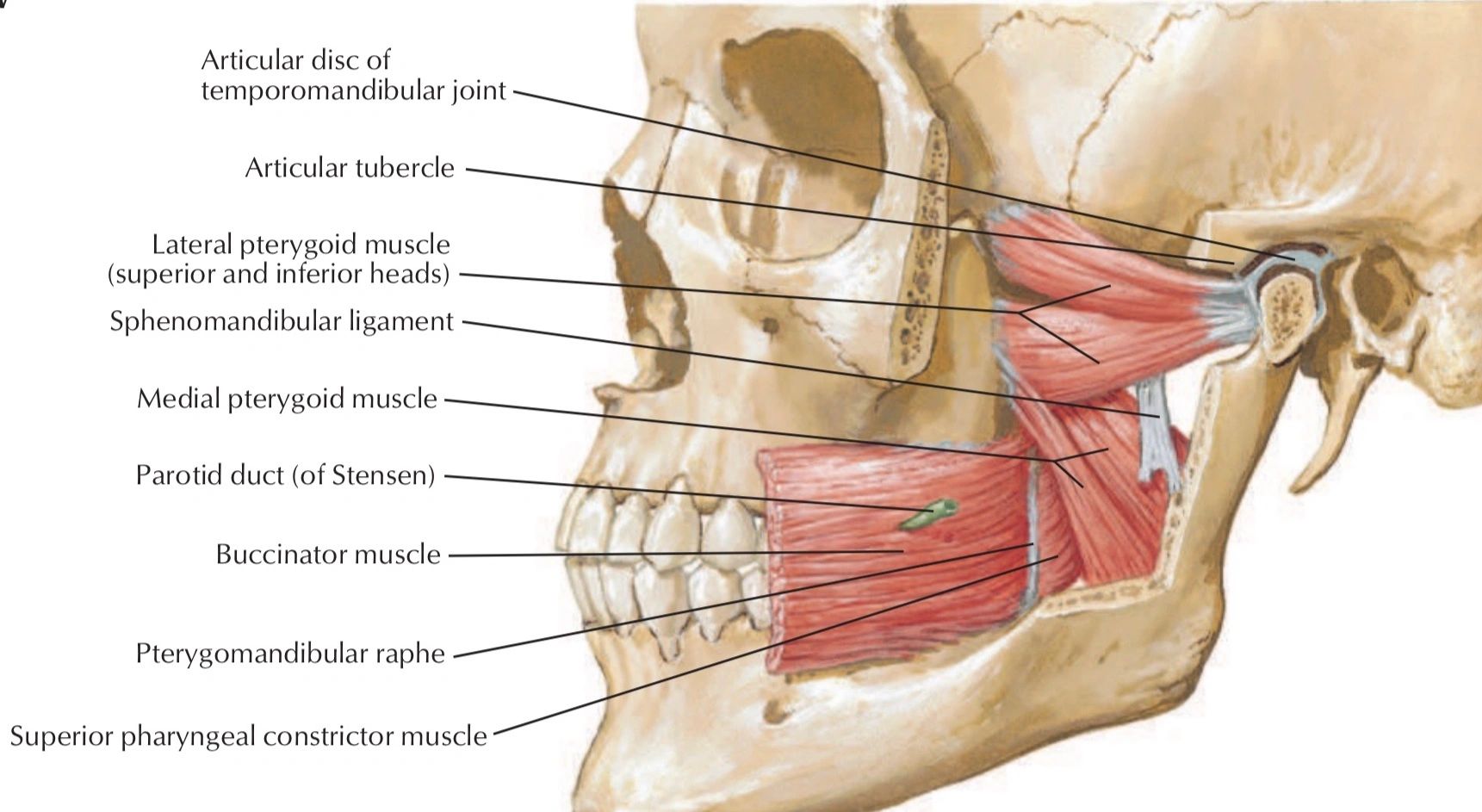 lateral pterygoid muscle