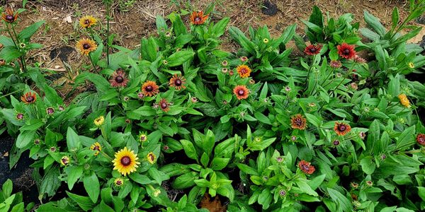 Rudbeckia Cherokee Sunset