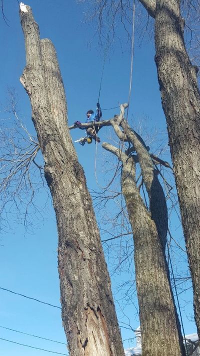 Tree Removal Service West Hartford, CT