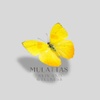 Mulattas Skin & Wellnes