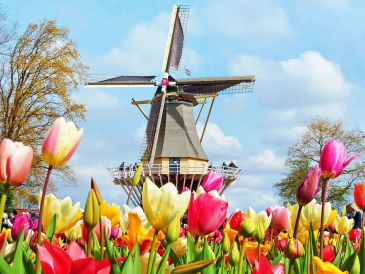 Colorful tulip field with a traditional Dutch windmill under a bright sky.