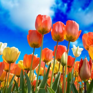 Vibrant tulips in orange, yellow, and white bloom under a bright blue sky.
