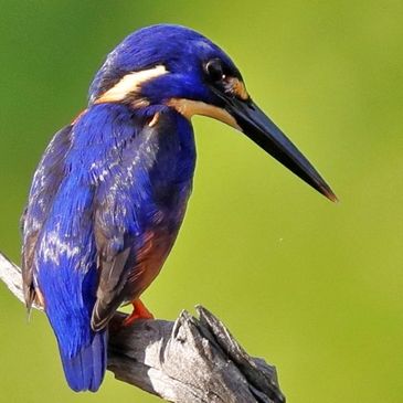 Azure Kingfisher. Wildlife Photography. Copyright © 2025 Silent Tours - All Rights Reserved