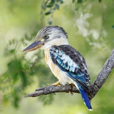 Blue wing Koookabarra. All images © 2026 Silent Tours. All rights reserved. Not for distribution