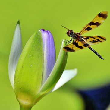 Dragon Fly Lily. Copyright © 2025 Silent Tours - All Rights Reserved