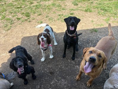 Five happy dogs looking up outdoors.