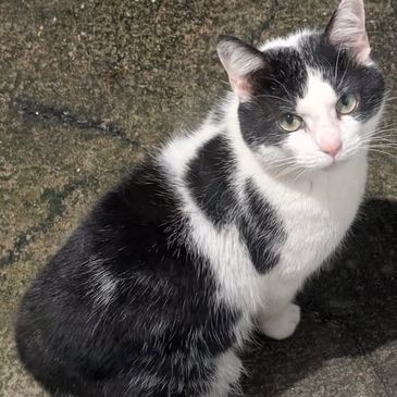 Black and white cat sitting on a textured ground, looking up.