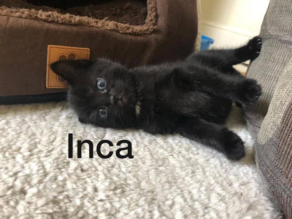 Inca