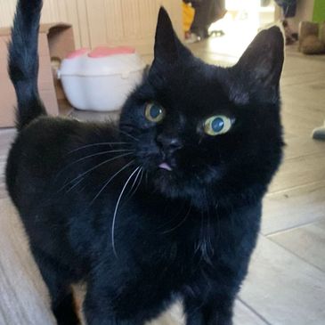 A black cat with bright eyes and its tongue slightly out.