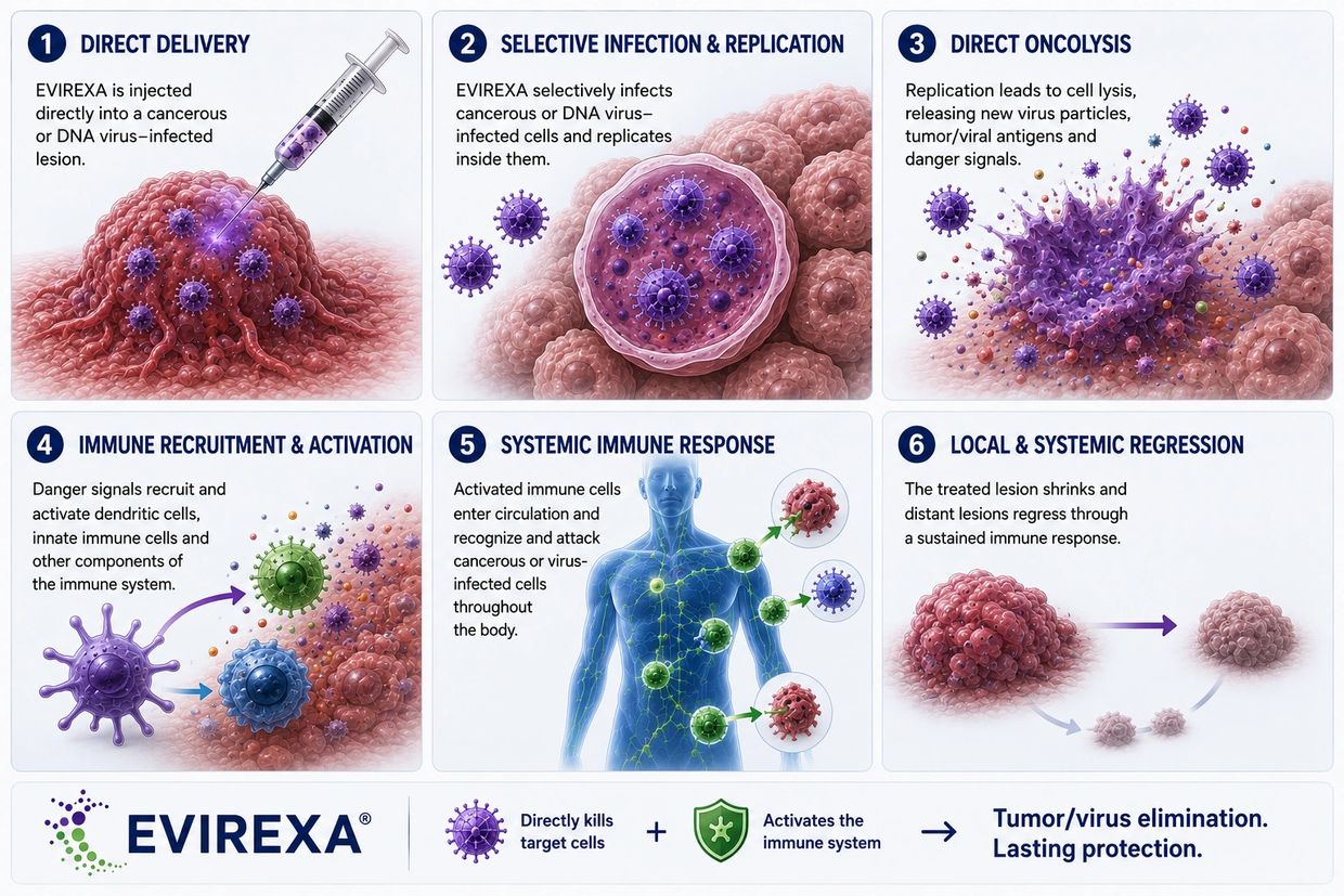 Diagram showing EVIREXA's process to kill infected cancerous cells and activate immune response.
