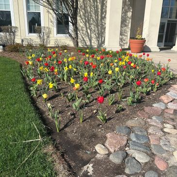 A vibrant flower bed with red and yellow tulips beside a cobblestone path.
