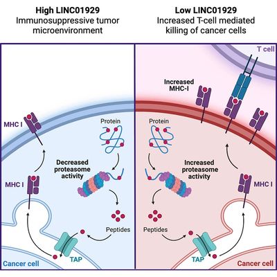Diagram comparing high and low LINC01929 effects on cancer cell immune response.