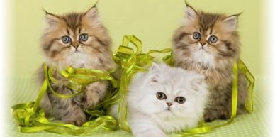 Persiankittens.Com - Persian Kittens For Sale, Teacup Persian Kittens