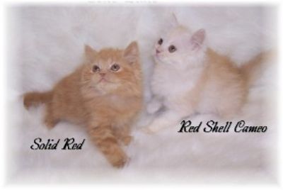 red shell cameo persian kitten red persian kitten