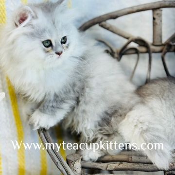 silver persian kitten for sale