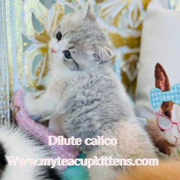 Dilute Calico Persian Kitten For Sale
