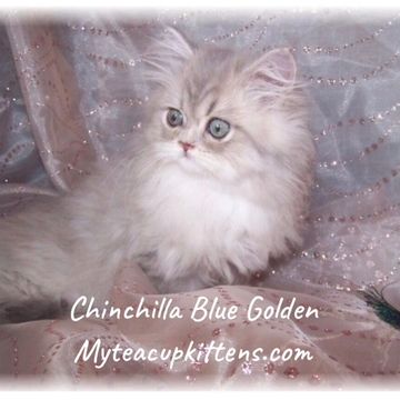 blue golden persian kitten