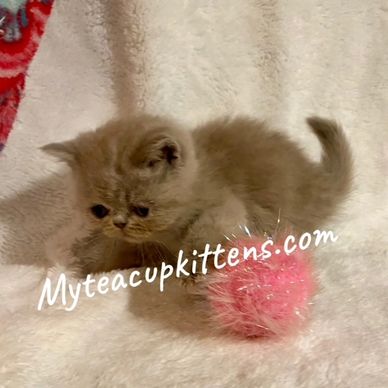 Lilac Exotic Short hair Persian Kitten