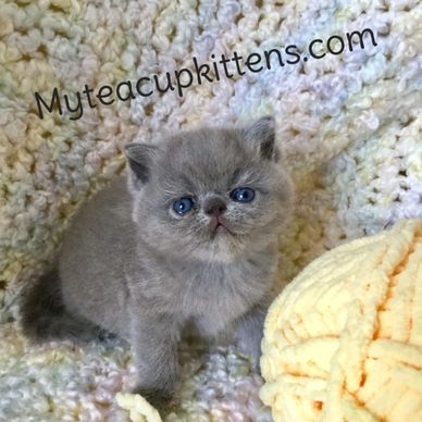 Blue Exotic short hair Persian Kitten